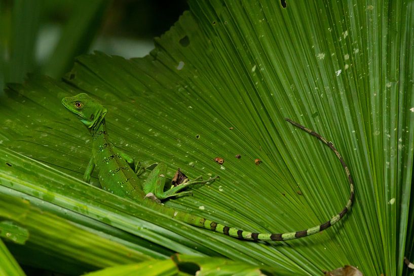 Crown Basilisk or Helmbasilisk (Jesus Christ Lizard) Costa Rica by Merijn Loch