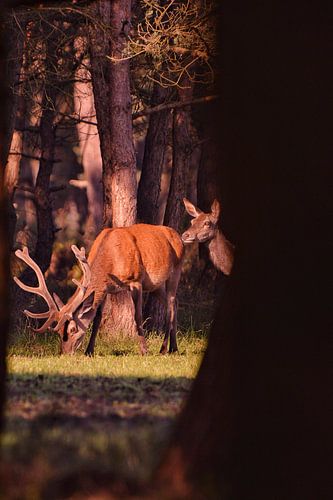 Hirsch und Hirschkuh