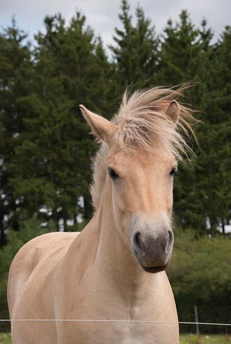 Fjord in de Ardennen