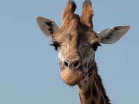 Kopf einer Giraffe