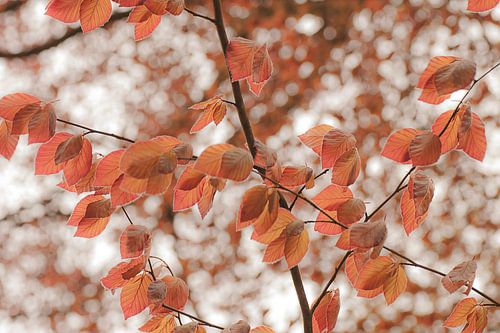 Warm autumn colors in the forest