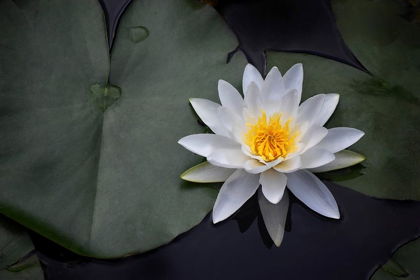 Weiße Seerose in voller Blüte II von Marlika Art