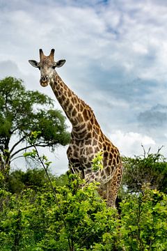 Giraffe in Moremi Game Reserve, Botswana by Paula Romein