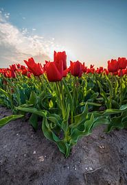 Dutch tulips by Marcel Hof