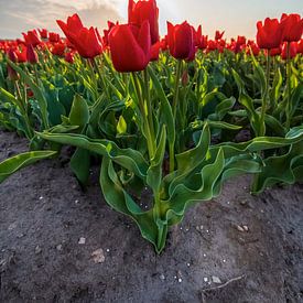 Tulipes néerlandaises sur Marcel Hof