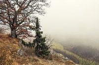 Blick vom Aussichtspunkt Burgstall oberhalb von Fridingen ins neblige Donautal - Naturpark Obere Donau