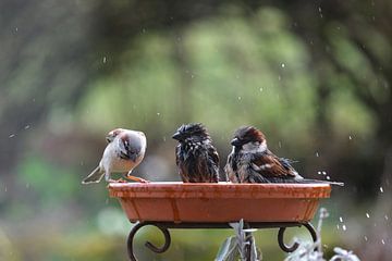 Badezeit im Vogelbad