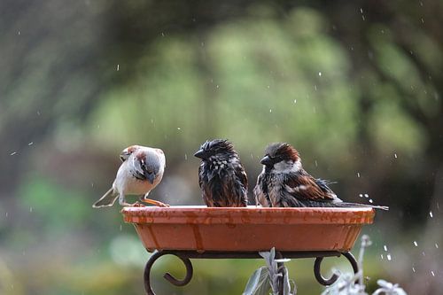 L'heure du bain dans la piscine des oiseaux