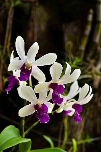 Vibrant orchid flowers with deep purple centres by Frank Photos