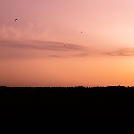 Silhouette von Daniel Houben