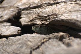 Sand lizard among a boulder in the dunes by Laurens Balvert