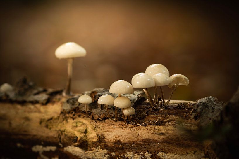 Champignon en porcelaine par Mariette Kranenburg