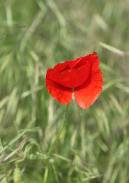 Roter Klatschmohn 2 van Roswitha Lorz