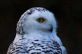 Harfang des neiges, Bubo scandiacus