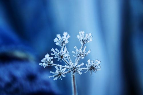 Frozen beauty