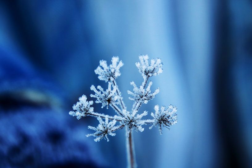 Eisblume von Lisa Gallo