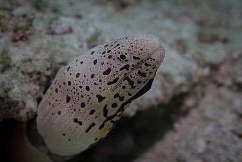 Murene @ Komodo, Indonesie
