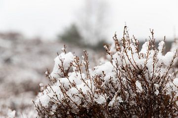 Close-up beeld van winters natuurlandschap van Shaquille Maarschalkerweerd