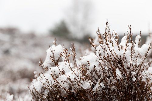 Close-up beeld van winters natuurlandschap