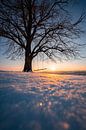 Zonsondergang aan een boom met schommel in de winter van Leo Schindzielorz thumbnail