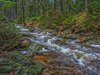 Grands arbres avec une rivière qui coule