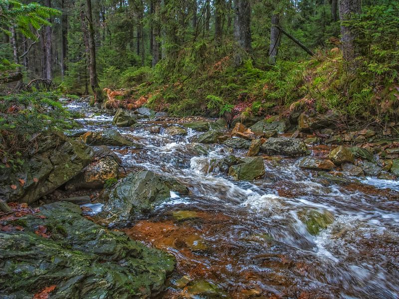 Great Trees With Flowing River by Nature Life Ambience