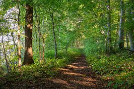Waldweg in Schleswig-Holstein von Ralf Gosch