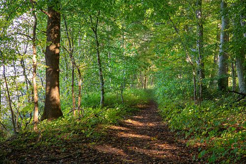 Bosweg in Sleeswijk-Holstein