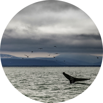 Bultrug in de baai van Husavik