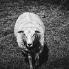 Das neugierige Schaf | Schwarz-Weiß-Foto von Diana van Neck Photography