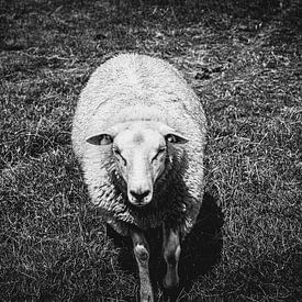 Het nieuwsgierige schaap | Nederland | Zwart-wit foto | Dieren fotografie van Diana van Neck Photography