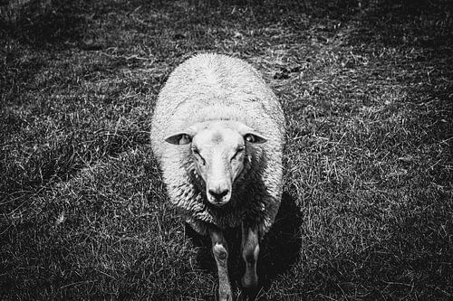 Het nieuwsgierige schaap | Nederland | Zwart-wit fotografie