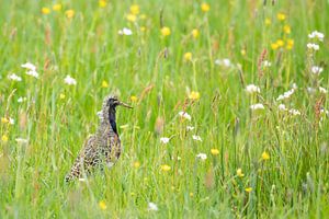 Kemphaan im krautigen Gras