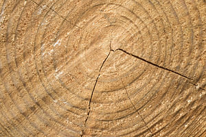 Gezaagde stam  boomstam ringen