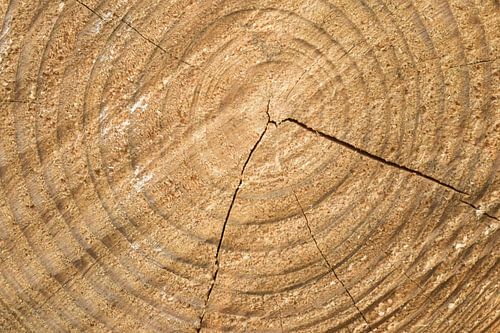 Gezaagde stam  boomstam ringen