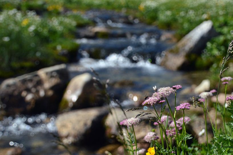 Gletscherbach mit Berblumen von Sandra Knittel