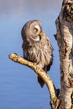 The Lapland Owl (Strix nebulosa) by Gert Hilbink