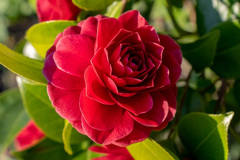rote Kamelie 2 von Martin Haunhorst