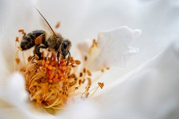 het goeie spul vinden