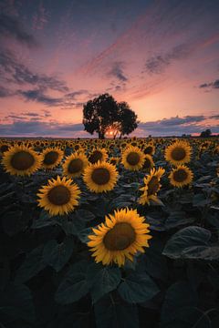 Sunflower sunset!
