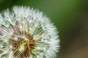 Paardenbloem pluis van Sylvia Van Dijk