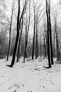 Verschneite Bäume und Landschaft in den Limburger Hügeln von Kim Willems