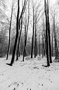 Besneeuwde bomen en landschap  in het Limburgse Heuvellandschap van Kim Willems thumbnail