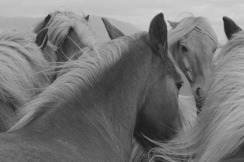 IJSLANDSE PAARDEN 6