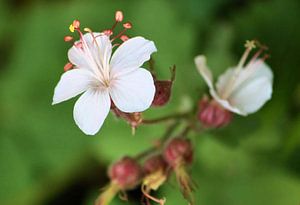 Fleur de Méduse sur erikaktus gurun