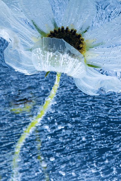 Cosmea in Eis 2 von Marc Heiligenstein