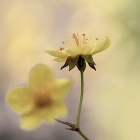 In zartem Buttergelb. von Alie Ekkelenkamp