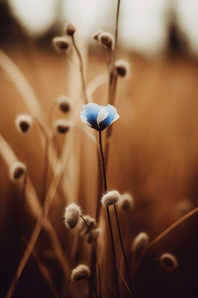 Blue Corn Flower No 3 von Treechild