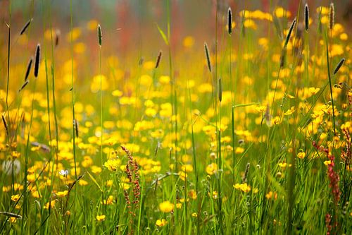 Veld met grassen, boterbloemen en zuring