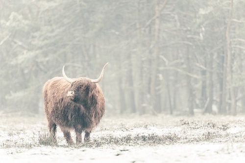 Portret van een Schotse Hooglander in de sneeuw